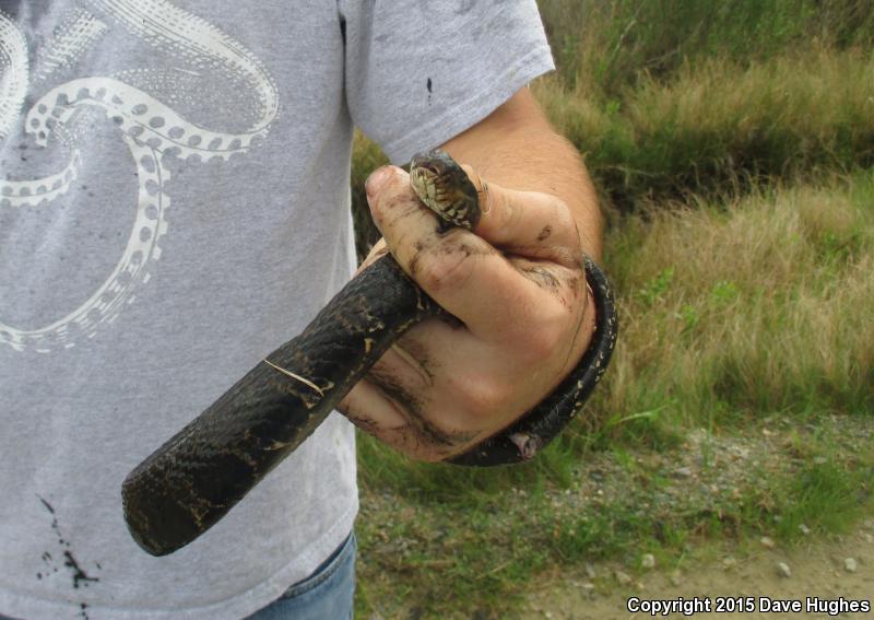 Carolina Watersnake (Nerodia sipedon williamengelsi)