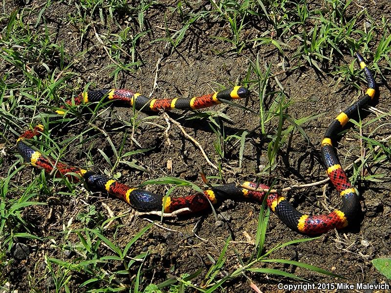 Texas Coralsnake (Micrurus tener)