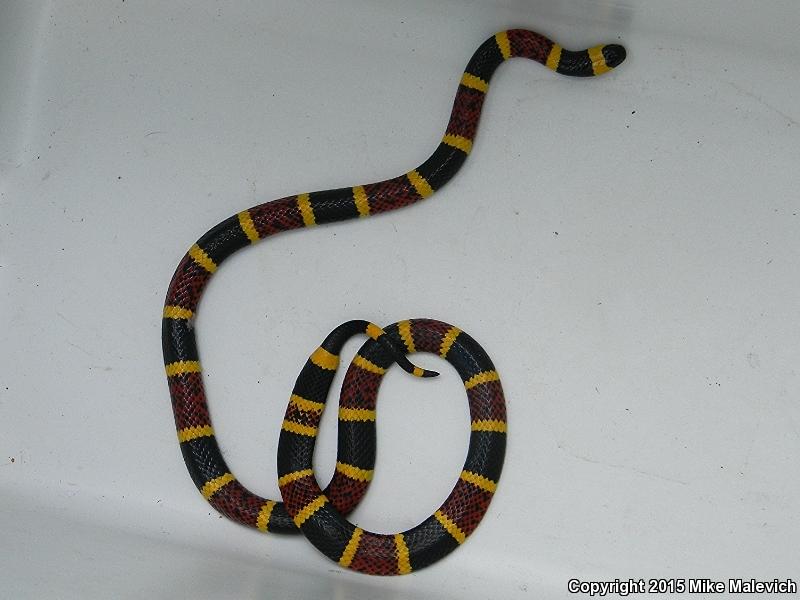 Texas Coralsnake (Micrurus tener)