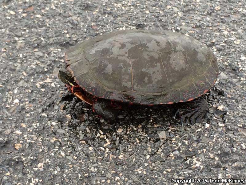 Southern Painted Turtle (Chrysemys dorsalis)