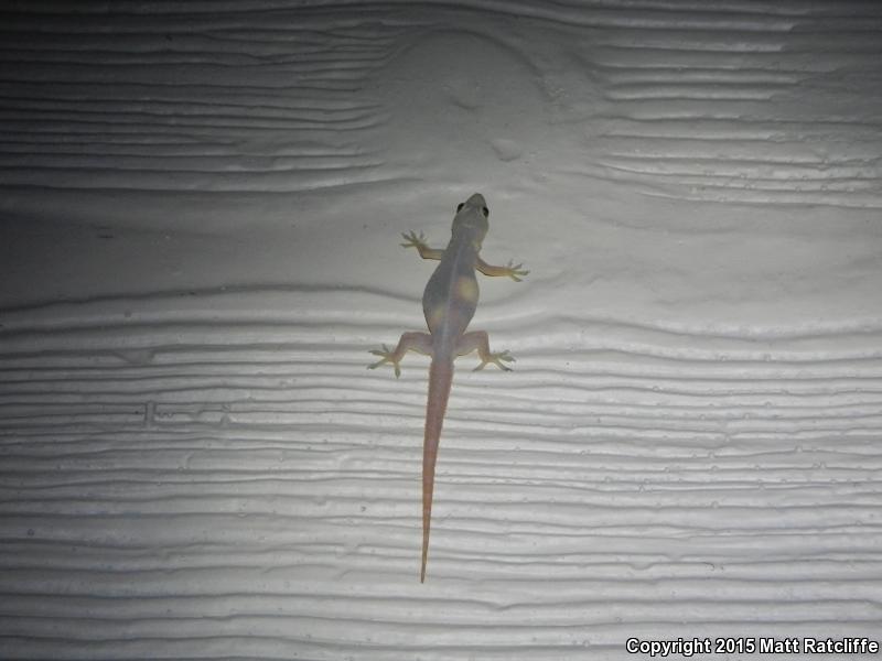 Indo-Pacific Gecko (Hemidactylus garnotii)