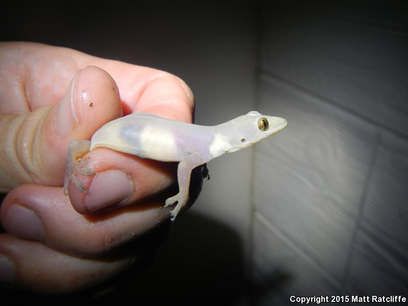 Indo-Pacific Gecko (Hemidactylus garnotii)