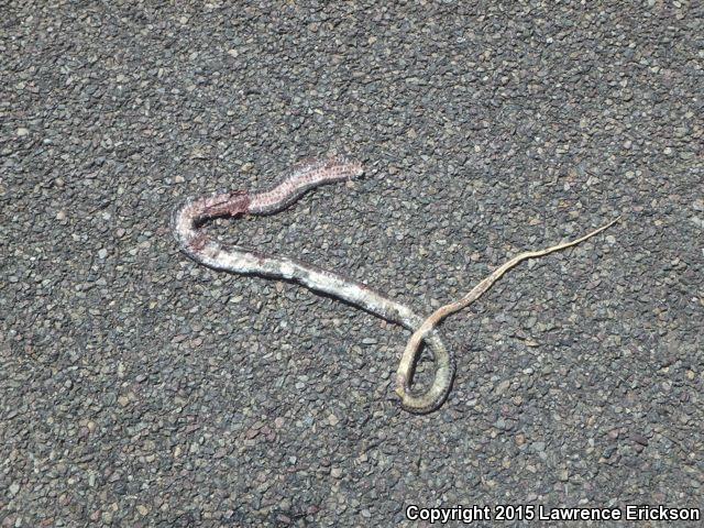 Baja California Coachwhip (Coluber fuliginosus)