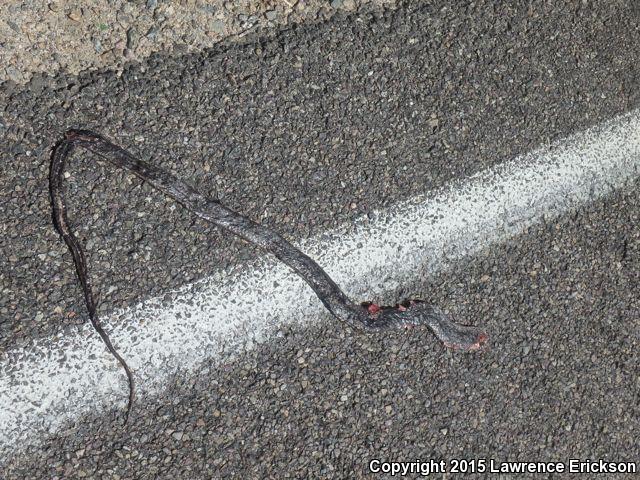 Baja California Coachwhip (Coluber fuliginosus)