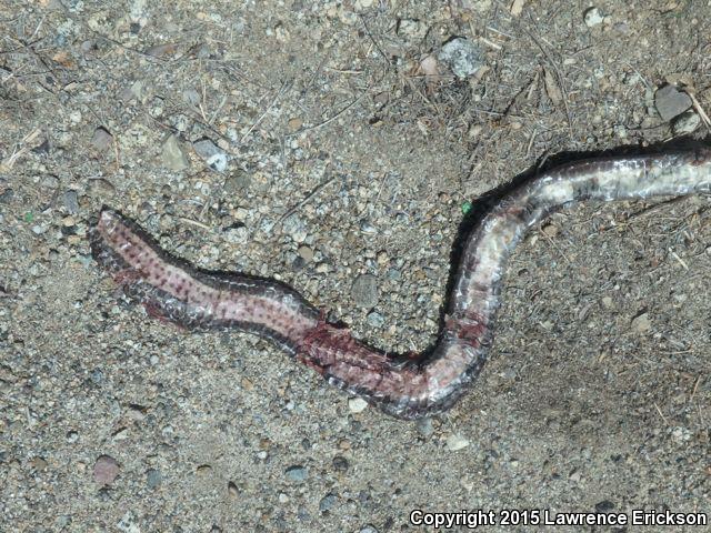 Baja California Coachwhip (Coluber fuliginosus)