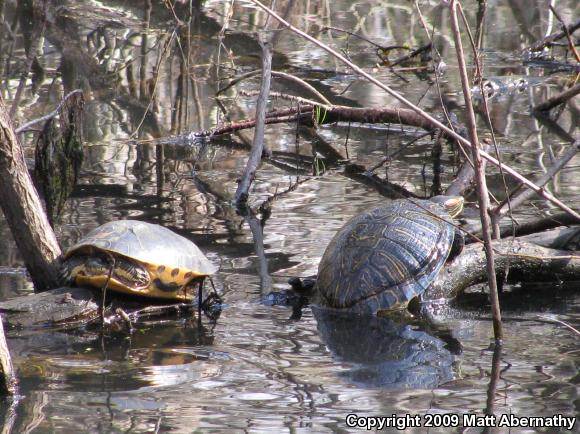 Western Chicken Turtle (Deirochelys reticularia miaria)