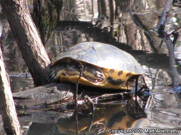 Western Chicken Turtle (Deirochelys reticularia miaria)