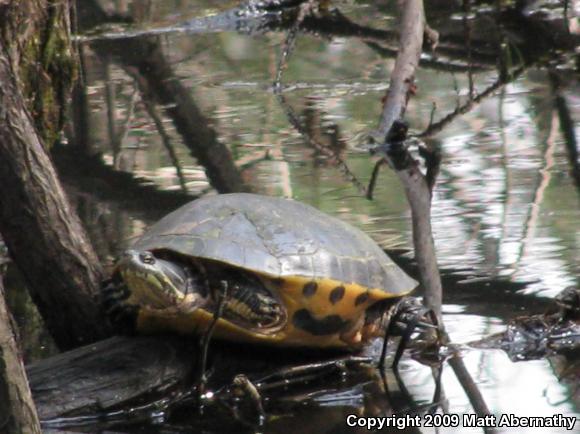 Western Chicken Turtle (Deirochelys reticularia miaria)