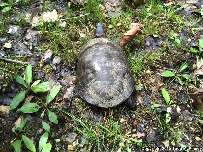 Southern Painted Turtle (Chrysemys dorsalis)