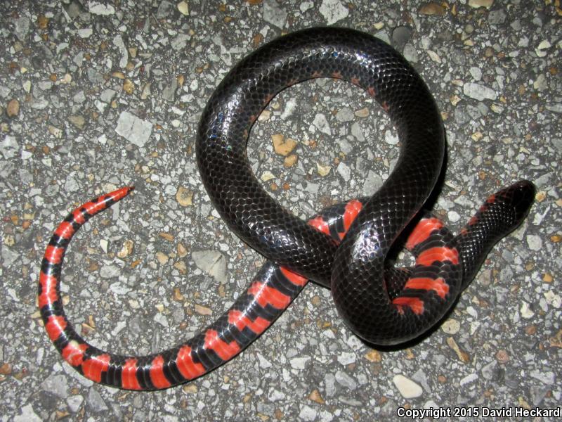 Western Mudsnake (Farancia abacura reinwardtii)