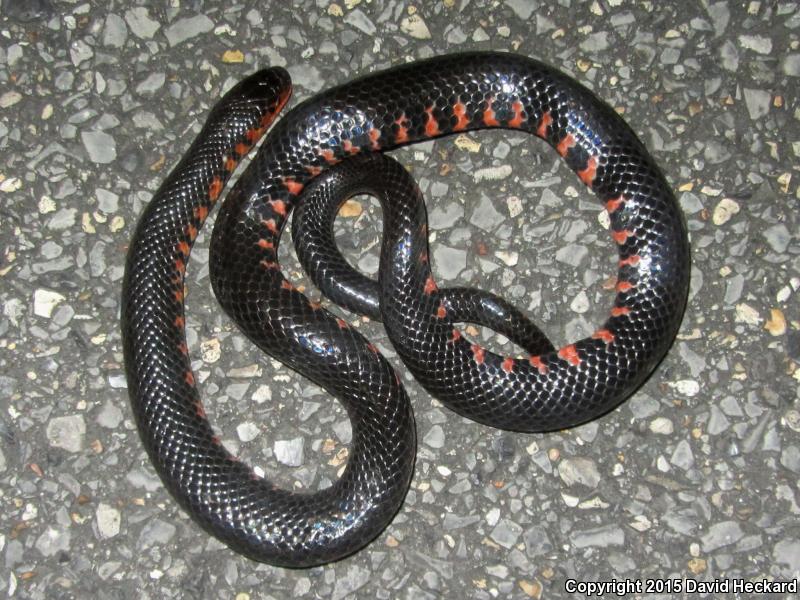 Western Mudsnake (Farancia abacura reinwardtii)