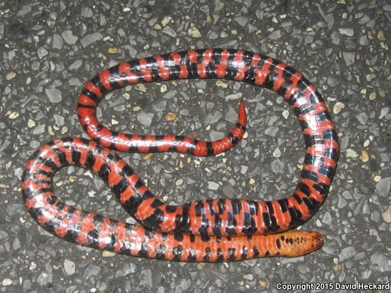 Western Mudsnake (Farancia abacura reinwardtii)