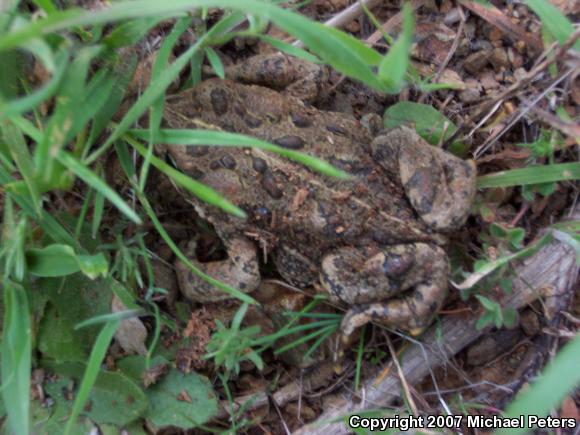 Western Toad (Anaxyrus boreas)