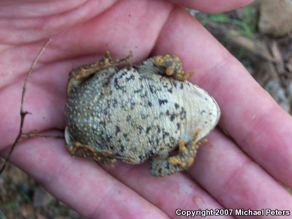 Western Toad (Anaxyrus boreas)