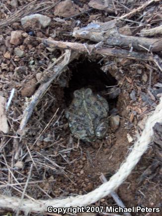 Western Toad (Anaxyrus boreas)