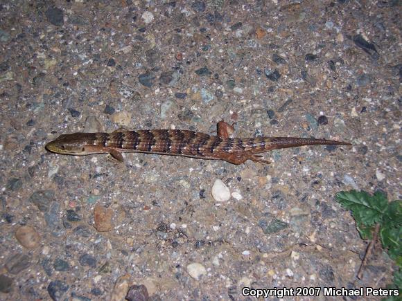 California Alligator Lizard (Elgaria multicarinata multicarinata)