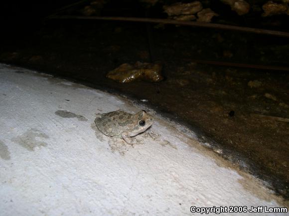 California Treefrog (Pseudacris cadaverina)