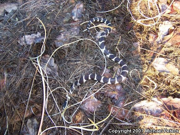 California Kingsnake (Lampropeltis getula californiae)