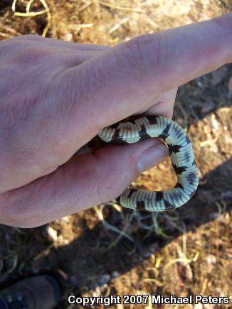 California Kingsnake (Lampropeltis getula californiae)