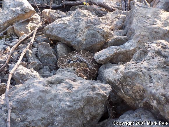 Western Diamond-backed Rattlesnake (Crotalus atrox)