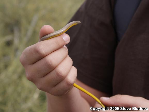 Silvery Legless Lizard (Anniella pulchra pulchra)