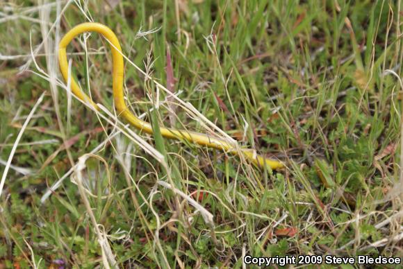 Silvery Legless Lizard (Anniella pulchra pulchra)