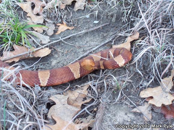 Broad-banded Copperhead (Agkistrodon contortrix laticinctus)