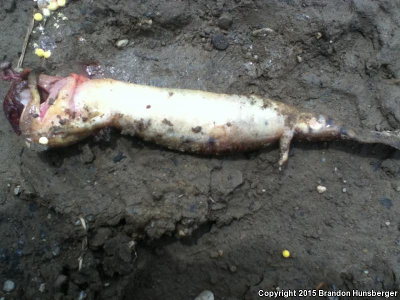 Common Mudpuppy (Necturus maculosus maculosus)