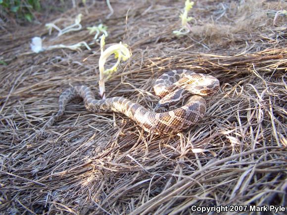 Northern Plains Rat Snake (Pantherophis emoryi emoryi)