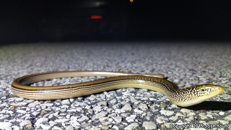 Mimic Glass Lizard (Ophisaurus mimicus)