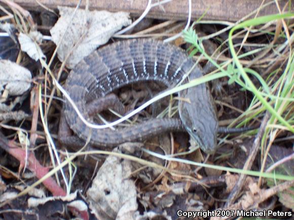 Southern Alligator Lizard (Elgaria multicarinata)