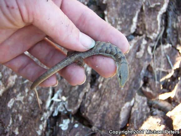 Southern Alligator Lizard (Elgaria multicarinata)