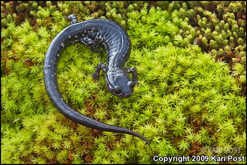 South Carolina Slimy Salamander (Plethodon variolatus)