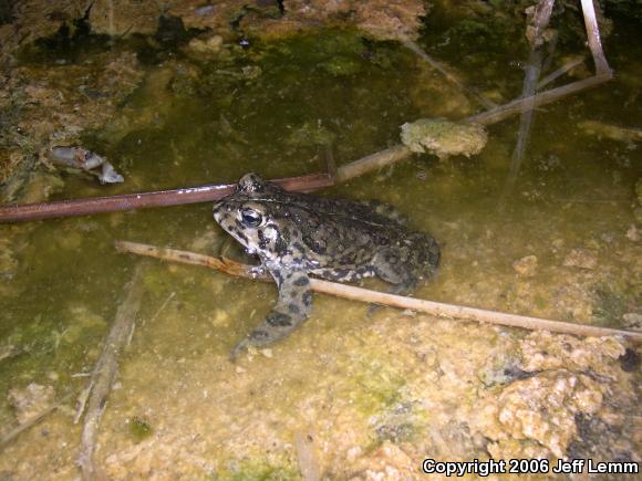 Southern California Toad (Anaxyrus boreas halophilus)