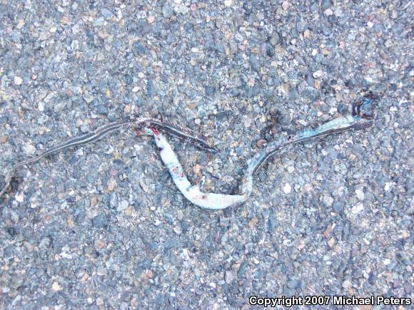 Mountain Gartersnake (Thamnophis elegans elegans)