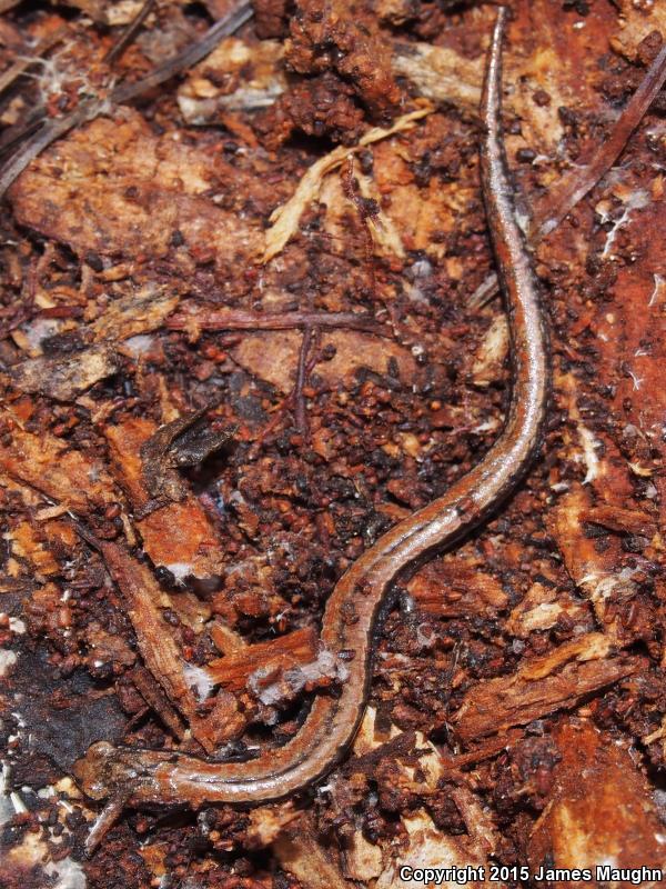 Santa Lucia Mountains Slender Salamander (Batrachoseps luciae)