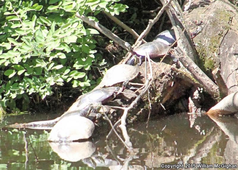 Cumberland Slider (Trachemys scripta troostii)