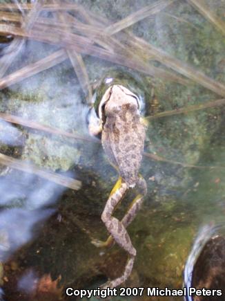 Sierran Treefrog (Pseudacris sierra)