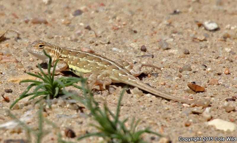 Great Plains Earless Lizard (Holbrookia maculata maculata)