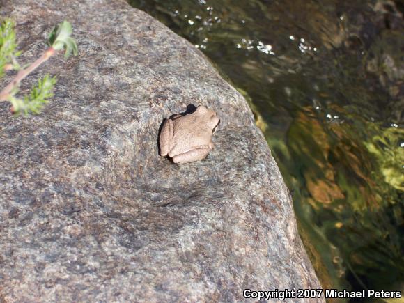 Sierran Treefrog (Pseudacris sierra)