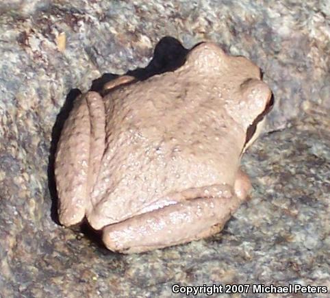 Sierran Treefrog (Pseudacris sierra)