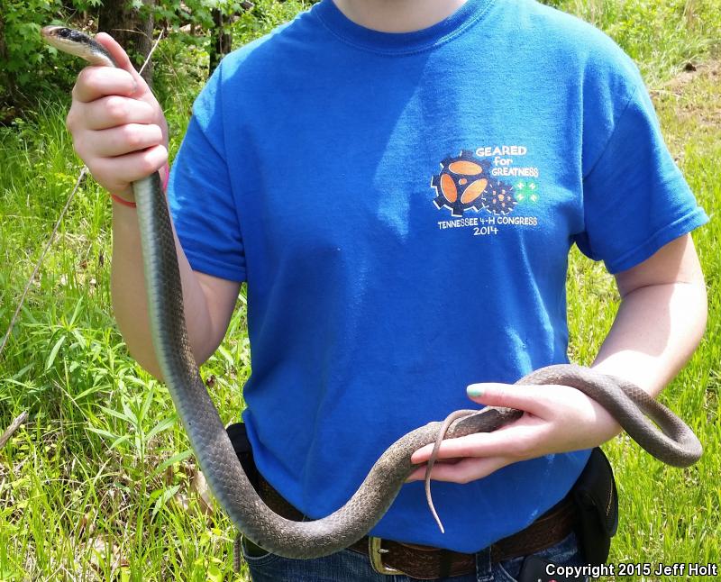 Black-masked Racer (Coluber constrictor latrunculus)