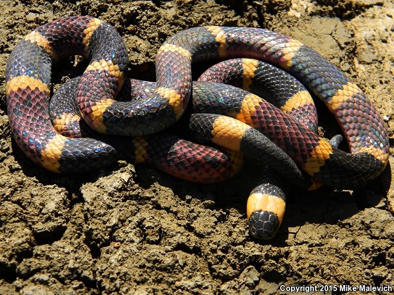 Texas Coralsnake (Micrurus tener)