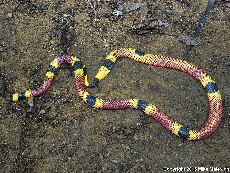 Texas Coralsnake (Micrurus tener)