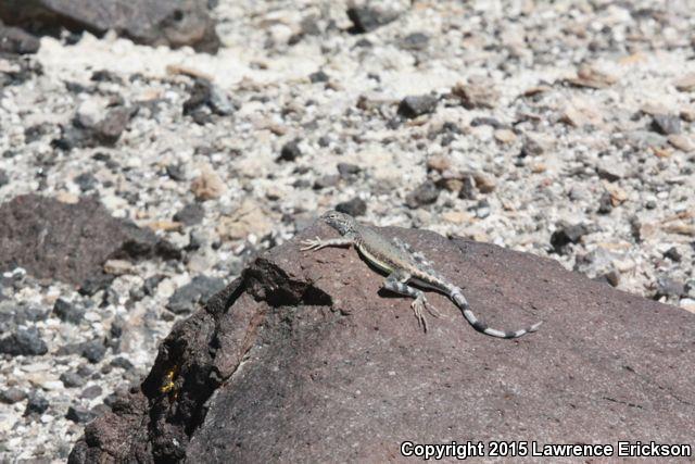 Northern Zebra-tailed Lizard (Callisaurus draconoides myurus)