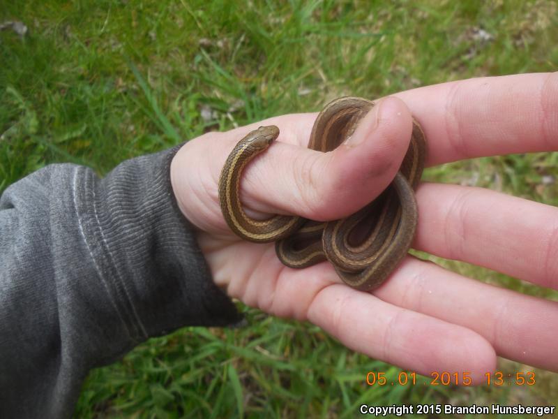 Short-headed Gartersnake (Thamnophis brachystoma)