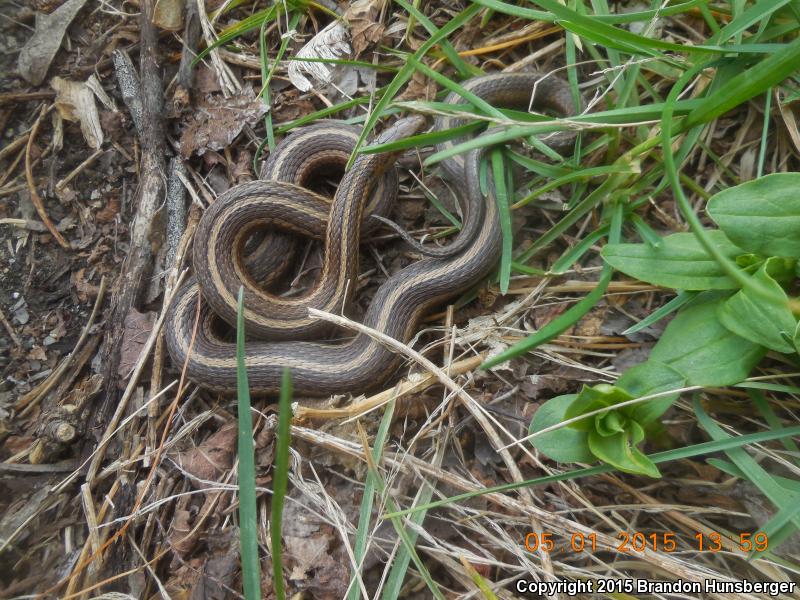 Short-headed Gartersnake (Thamnophis brachystoma)