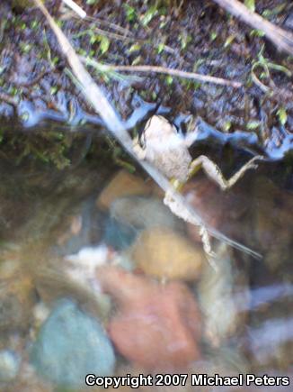 Sierran Treefrog (Pseudacris sierra)