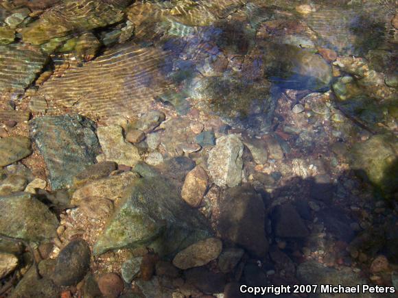 Foothill Yellow-legged Frog (Rana boylii)