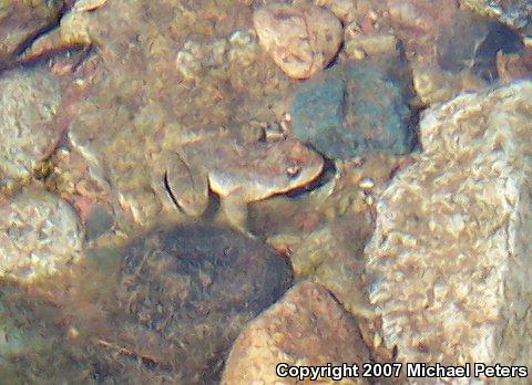 Foothill Yellow-legged Frog (Rana boylii)